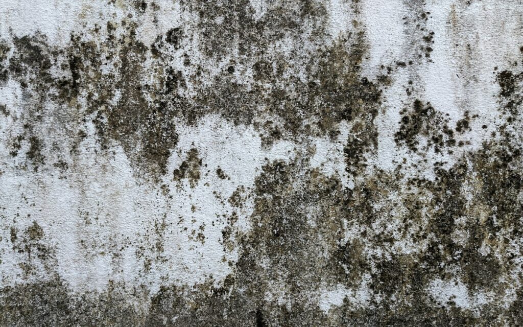 Black mould growing on a wall